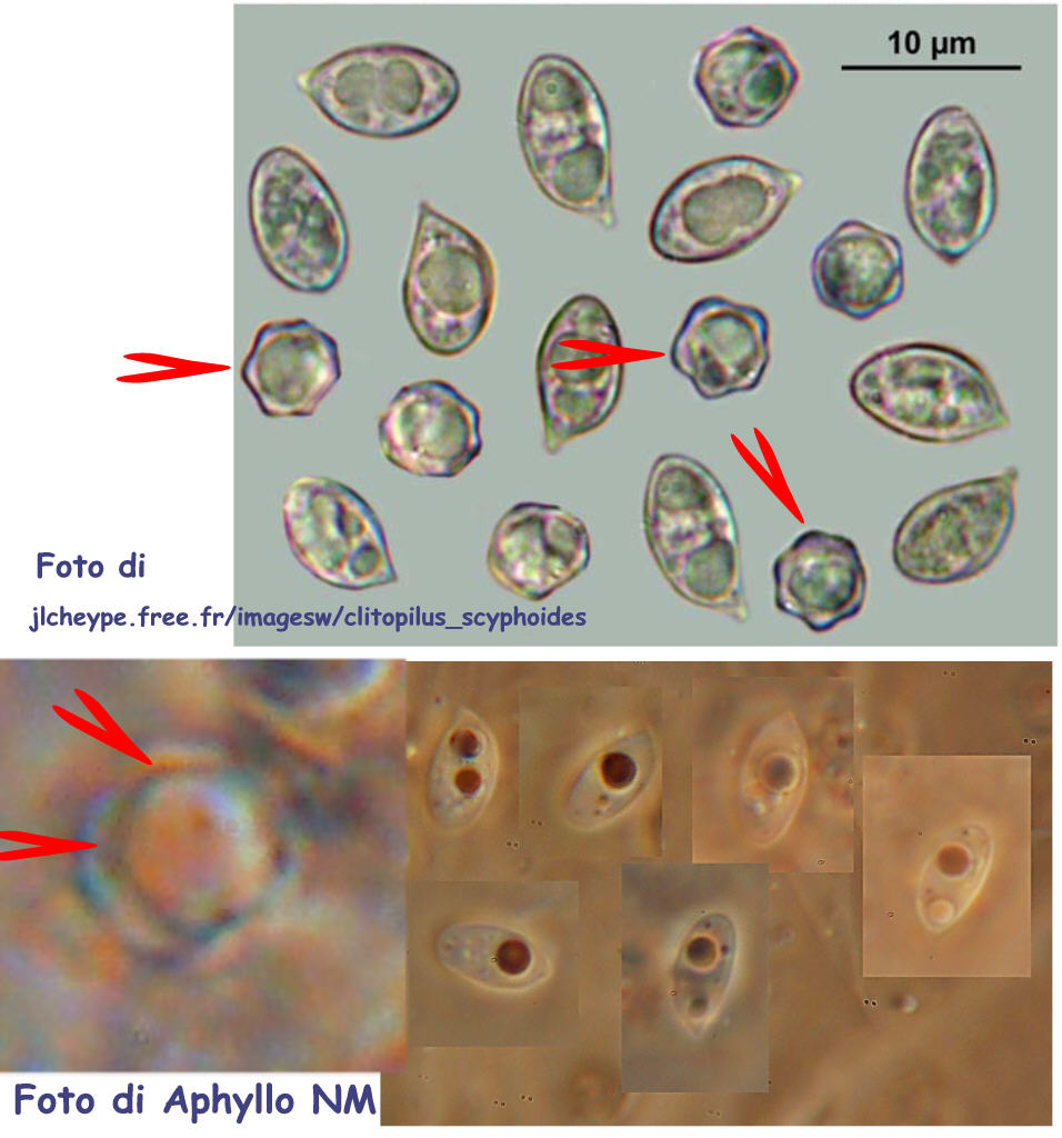 Mah...mi da l''idea di un Clitopilus...